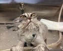 cat-bath-19