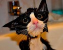 cat-bath-2
