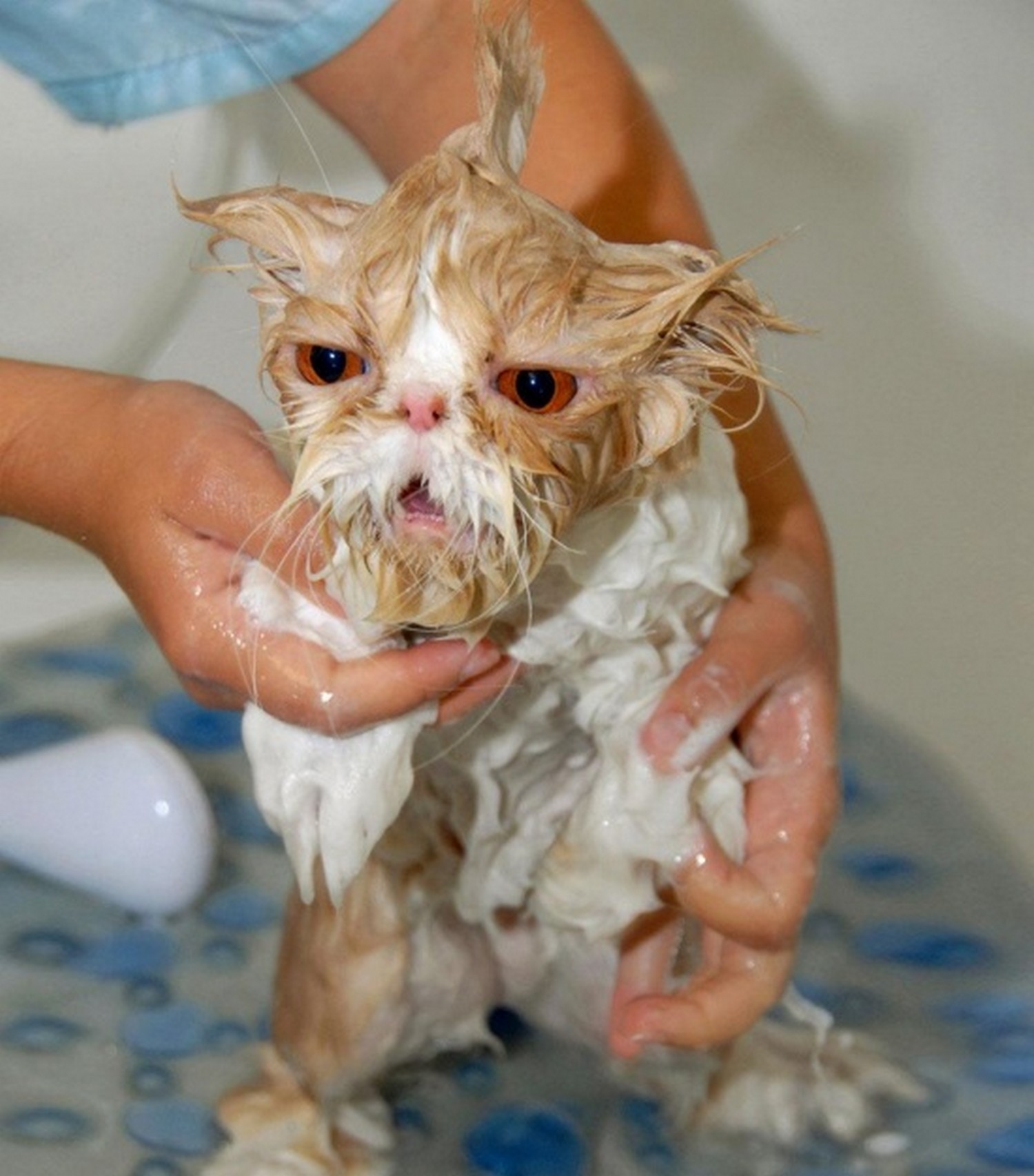 Бреют кис. Мокрая кошка. Мокрый котенок. Промокший котенок. Смешные мокрые коты.