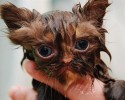 cat-bath-22