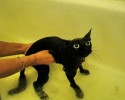 cat-bath-4