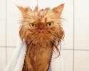 cat-bath-7