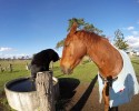 cat-loves-to-horse-backride-6