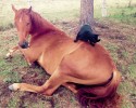 cat-loves-to-horse-backride-7