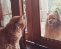 dogs-and-cats-that-look-the-same-14