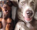 dogs-who-are-best-friends-1