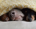 dogs-who-are-best-friends-11
