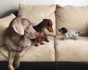 dogs-who-are-best-friends-3