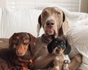 dogs-who-are-best-friends-5