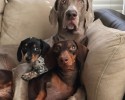 dogs-who-are-best-friends-7