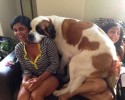 tallest-dogs-15