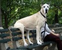 tallest-dogs-16
