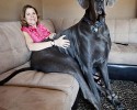 tallest-dogs-24