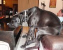 tallest-dogs-5