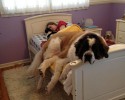 tallest-dogs-6