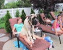 tallest-dogs-7