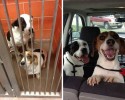 the-faces-of-dogs-before-and-after-adoption-1