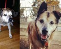 the-faces-of-dogs-before-and-after-adoption-10