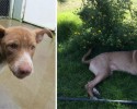 the-faces-of-dogs-before-and-after-adoption-12