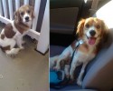 the-faces-of-dogs-before-and-after-adoption-15