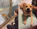 the-faces-of-dogs-before-and-after-adoption-18