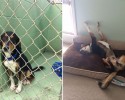 the-faces-of-dogs-before-and-after-adoption-2