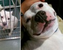 the-faces-of-dogs-before-and-after-adoption-3