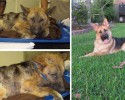 the-faces-of-dogs-before-and-after-adoption-4