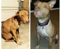 the-faces-of-dogs-before-and-after-adoption-5