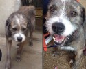the-faces-of-dogs-before-and-after-adoption-6