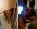 the-faces-of-dogs-before-and-after-adoption-9