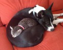 cats-using-dogs-as-beds-10