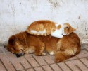 cats-using-dogs-as-beds-15