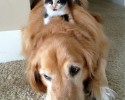 cats-using-dogs-as-beds-19