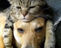 cats-using-dogs-as-beds-2