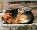 cats-using-dogs-as-beds-20