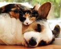 cats-using-dogs-as-beds-23