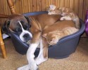 cats-using-dogs-as-beds-26