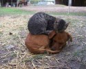 cats-using-dogs-as-beds-3