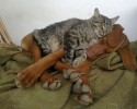 cats-using-dogs-as-beds-4