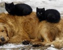 cats-using-dogs-as-beds-8