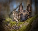 dog-and-owl-are-best-friends-1