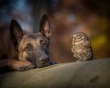 dog-and-owl-are-best-friends-10
