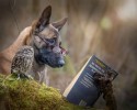 dog-and-owl-are-best-friends-12