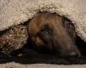 dog-and-owl-are-best-friends-3