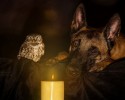 dog-and-owl-are-best-friends-5