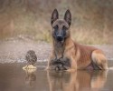 dog-and-owl-are-best-friends-6