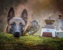 dog-and-owl-are-best-friends-7