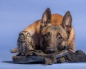 dog-and-owl-are-best-friends-9