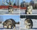 dogs-that-look-like-teddy-bears-00002